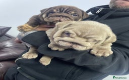 English Bulldog dogs for sale: World class English bulldogs / reduced  - Image 11