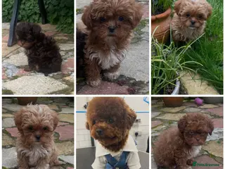 Maltipoo dogs Extensively DNA clear toy Asian Maltipoo puppies - Advert 3