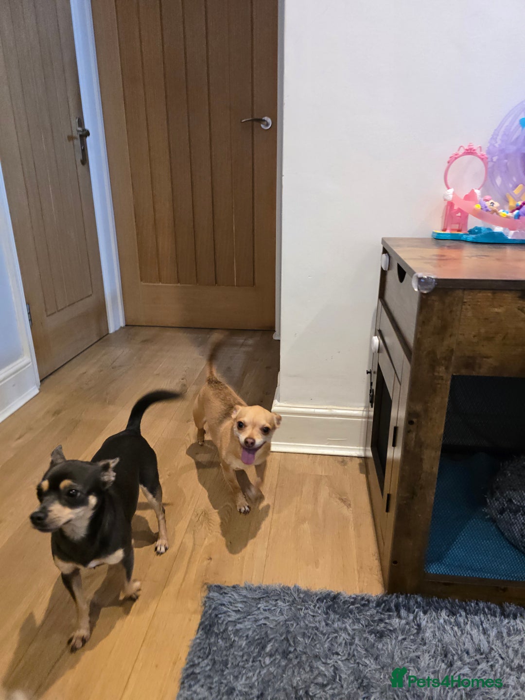 Chihuahua dogs for sale: Chihuahua pedigree pups. Not KC. - Image 5