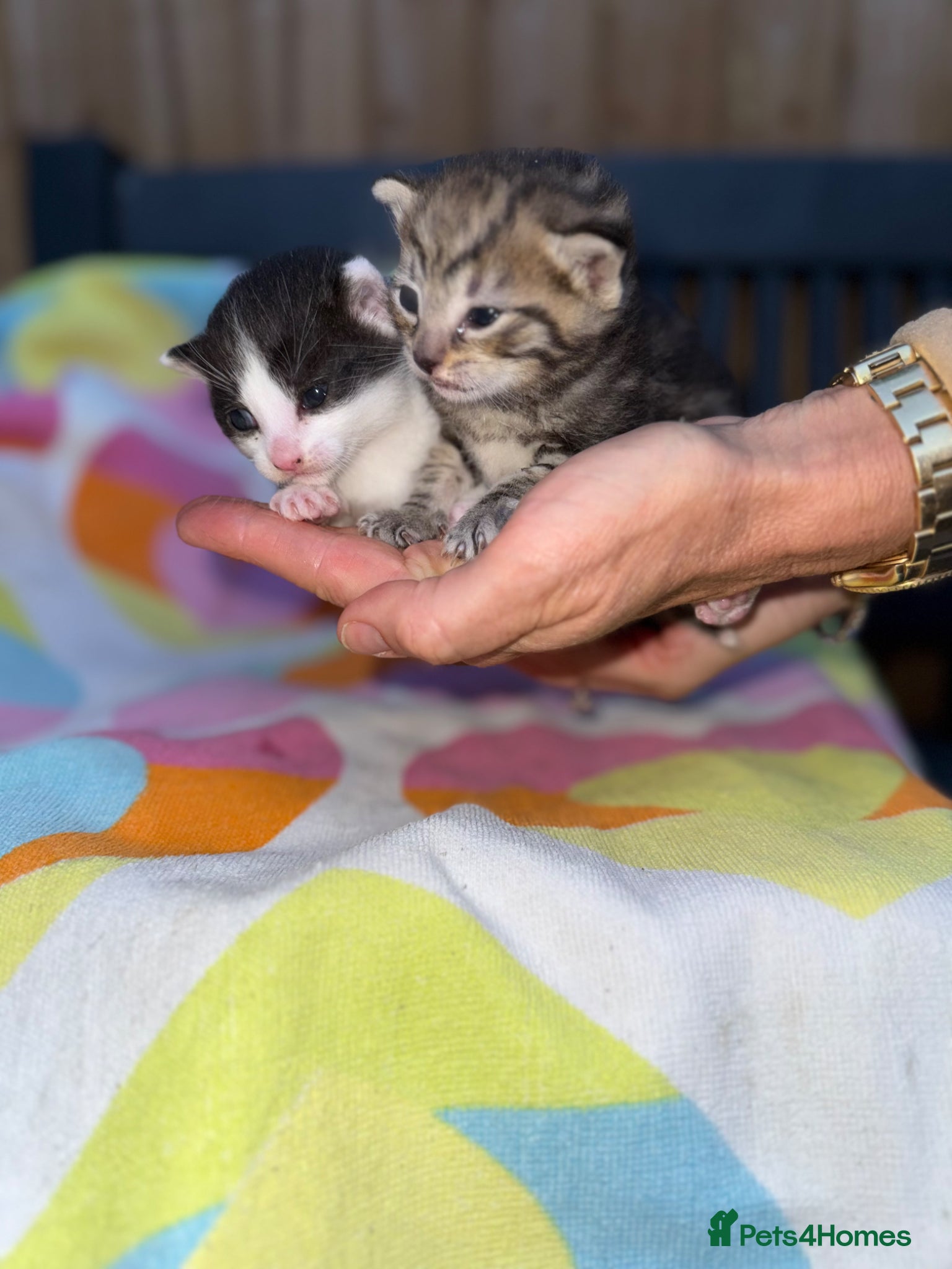 Domestic Shorthair cats Beautiful kittens  - Advert 16