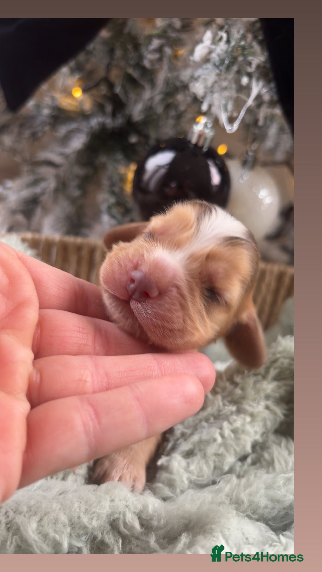 Cocker Spaniel dogs for sale: 100% sable show cockers  - Advert 1