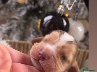 Cocker Spaniel dogs 100% sable show cockers - Advert 1