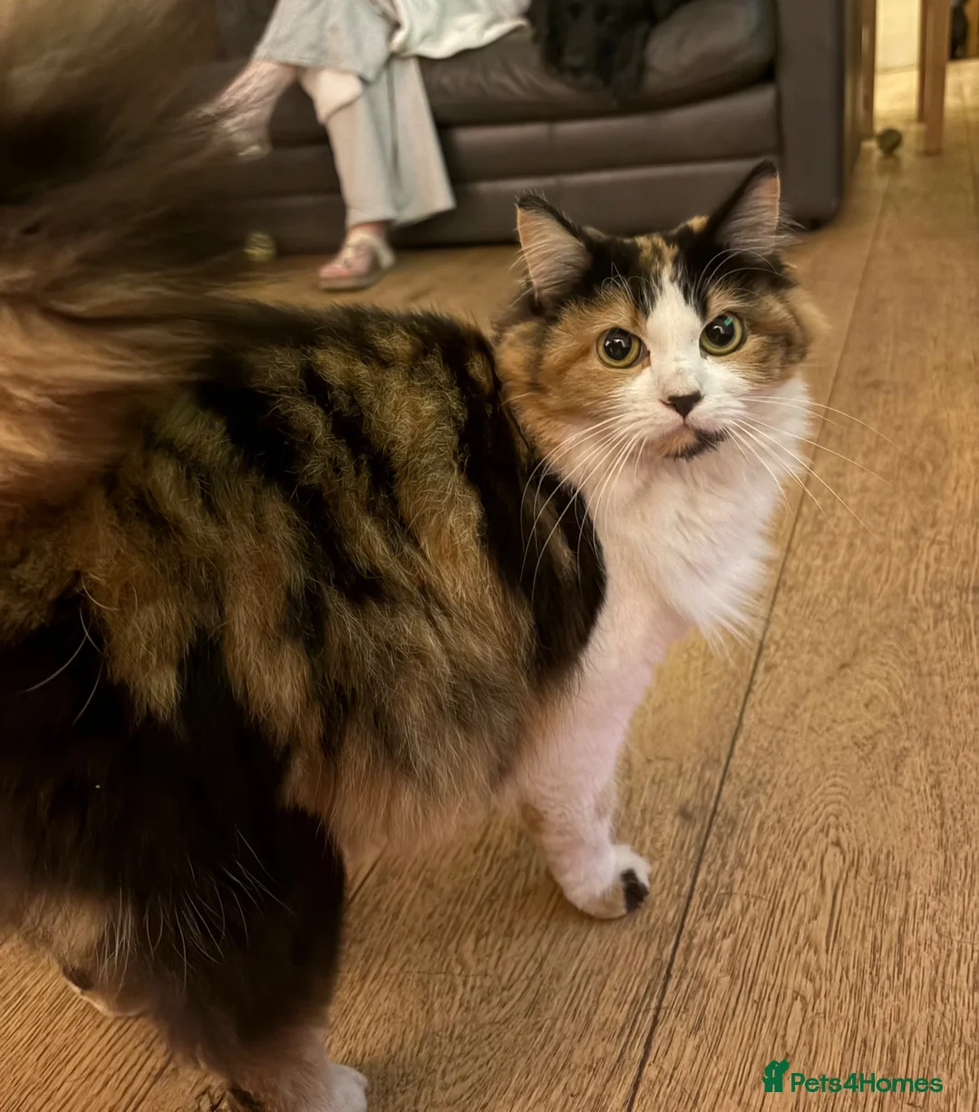 Mixed Breed cats for sale: Mixed breed fluffy kittens in Aylesbury - Advert 1