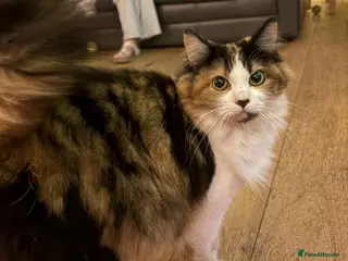 Mixed Breed cats Mixed breed fluffy kittens - Advert 1