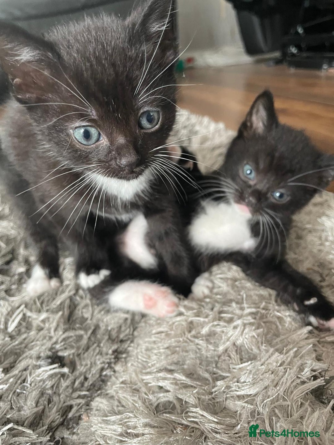 Mixed Breed cats for sale: Gorgeous kittens black and white - Image 14