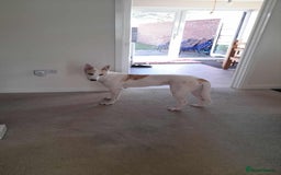 Mixed Breed dogs for sale: Lurcher - Image 1