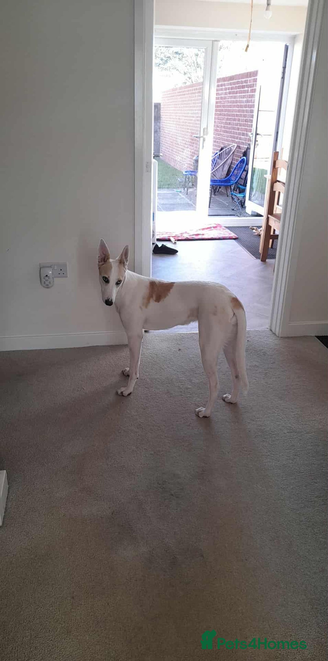 Mixed Breed dogs for sale: Lurcher - Image 1