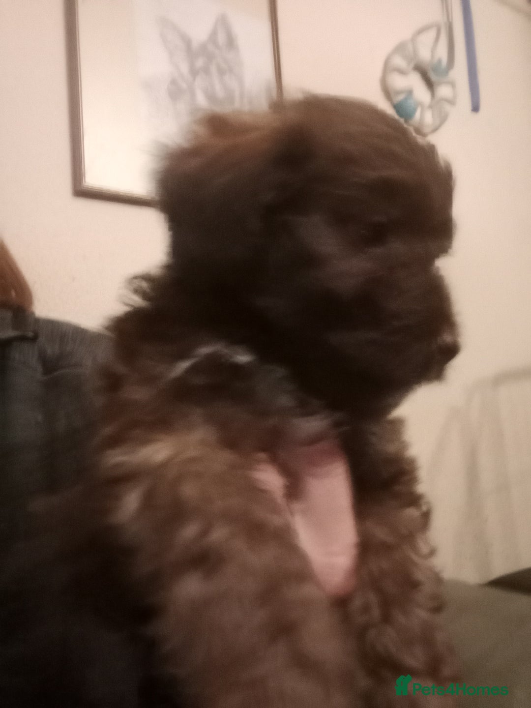 Mixed Breed dogs for sale: Male Pups  - Image 3