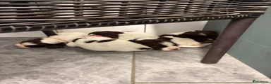 English Springer Spaniel 1