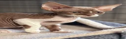 Devon Rex cats for sale: Pedigree Devon Rex Kittens  - Advert 6