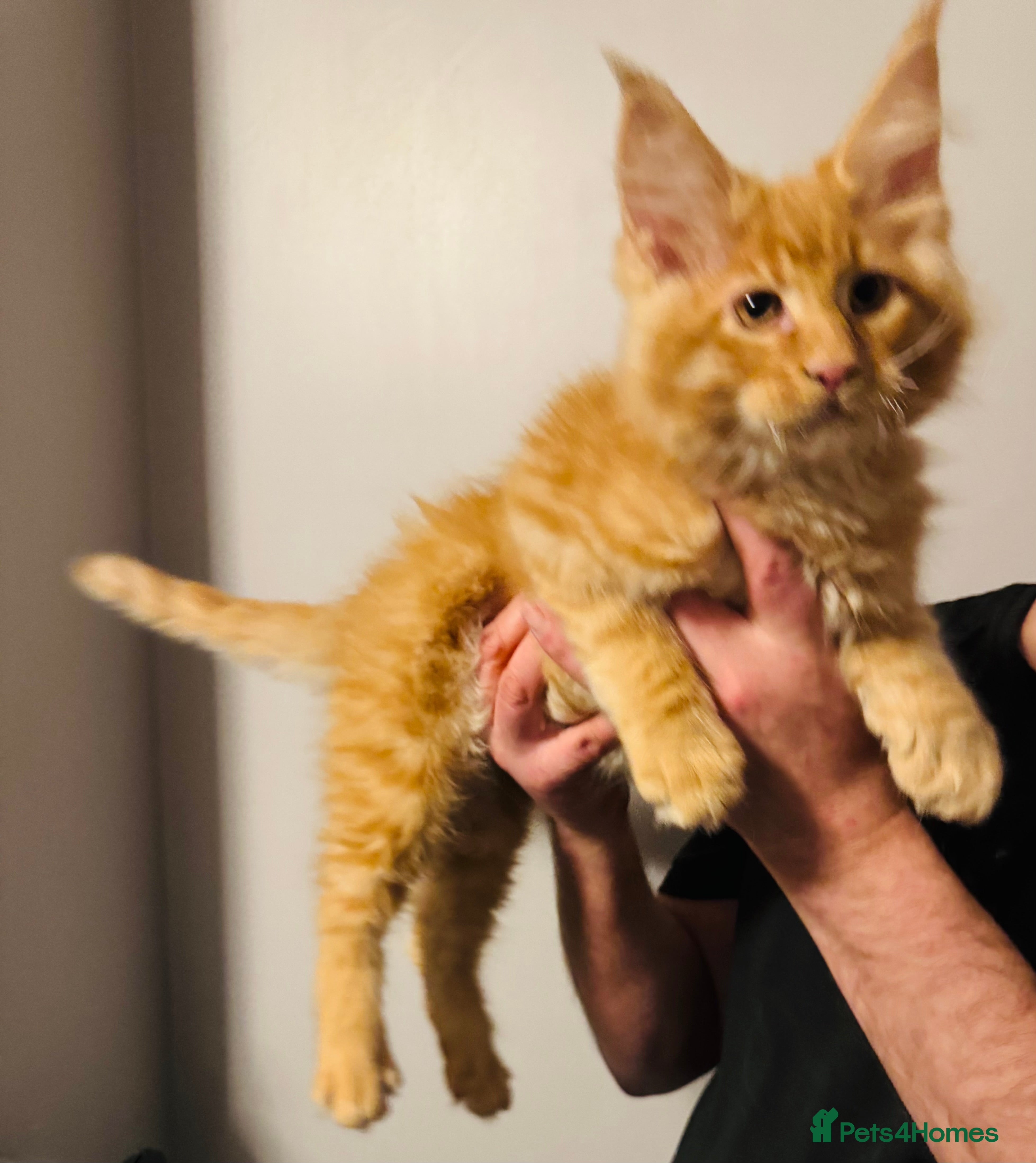 Maine Coon cats Ready to go TICA Maine Coon kittens active availab - Advert 14