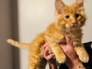 Maine Coon cats Ready to go TICA Maine Coon kittens active availab - Advert 14