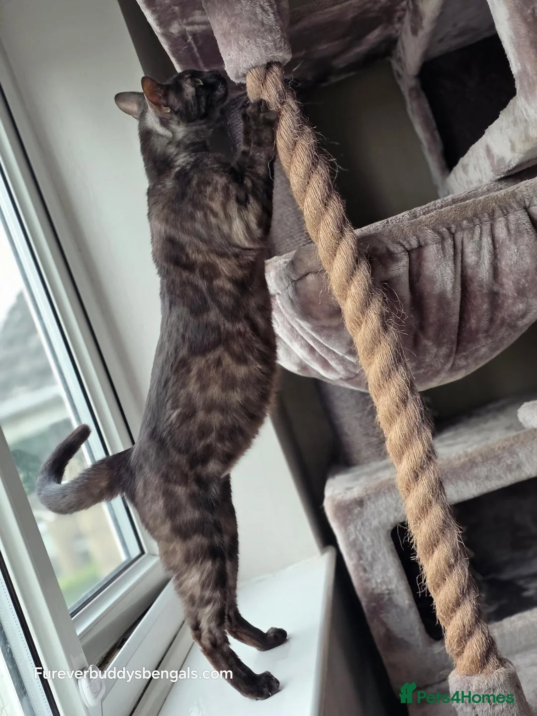 Bengal cats for sale: Bengal Brother & Sister  - Advert 2