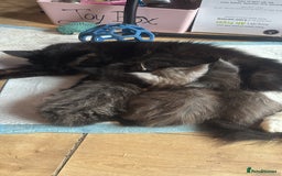 Maine Coon cats for sale: 4 Maine Coon Kittens - Just 2 left - Image 5
