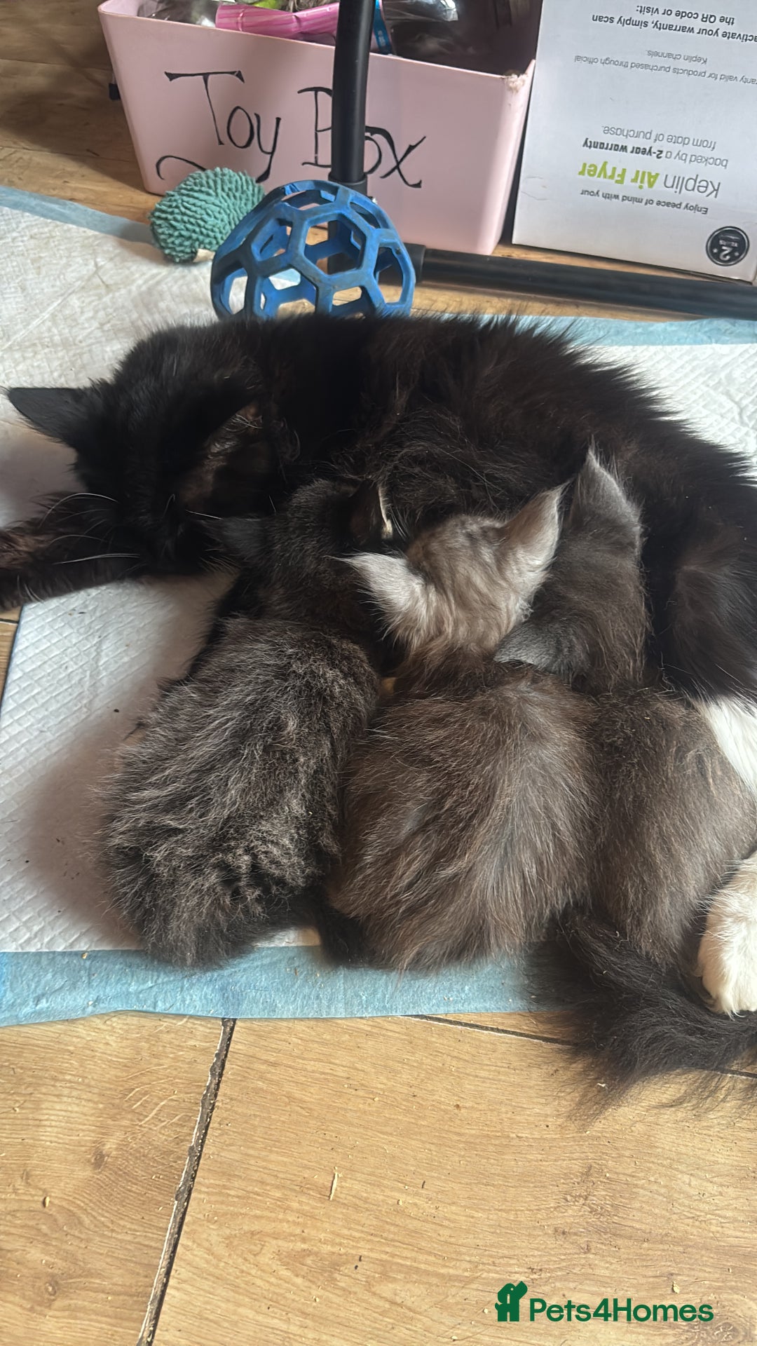 Maine Coon cats for sale: 4 Maine Coon Kittens - Just 2 left - Image 5