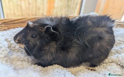 Guinea Pig rodents for sale: Gorgeous male guinea pig - Image 4
