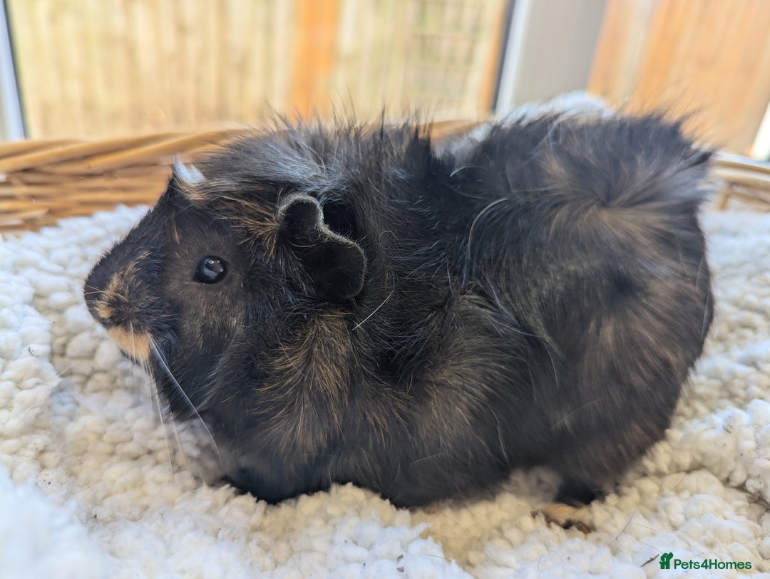 Guinea Pig rodents for sale: Gorgeous male guinea pig - Image 4