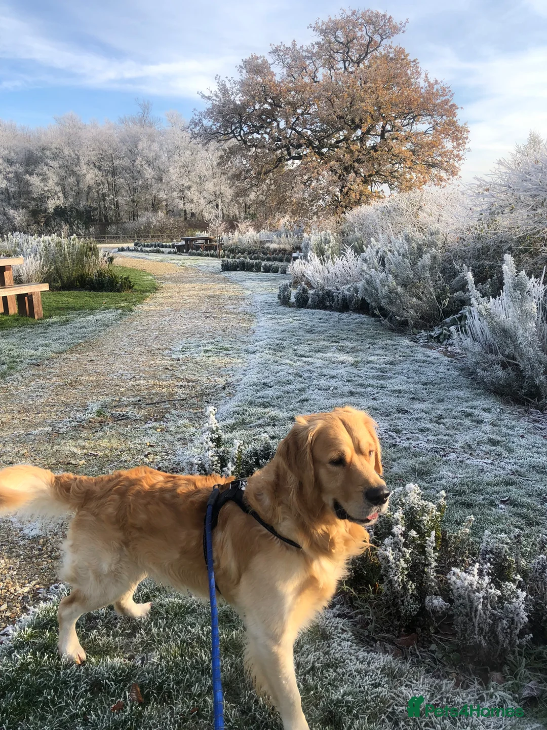 Golden Retriever dogs for stud: Golden Retriever for Stud in Chelmsford - Advert 2