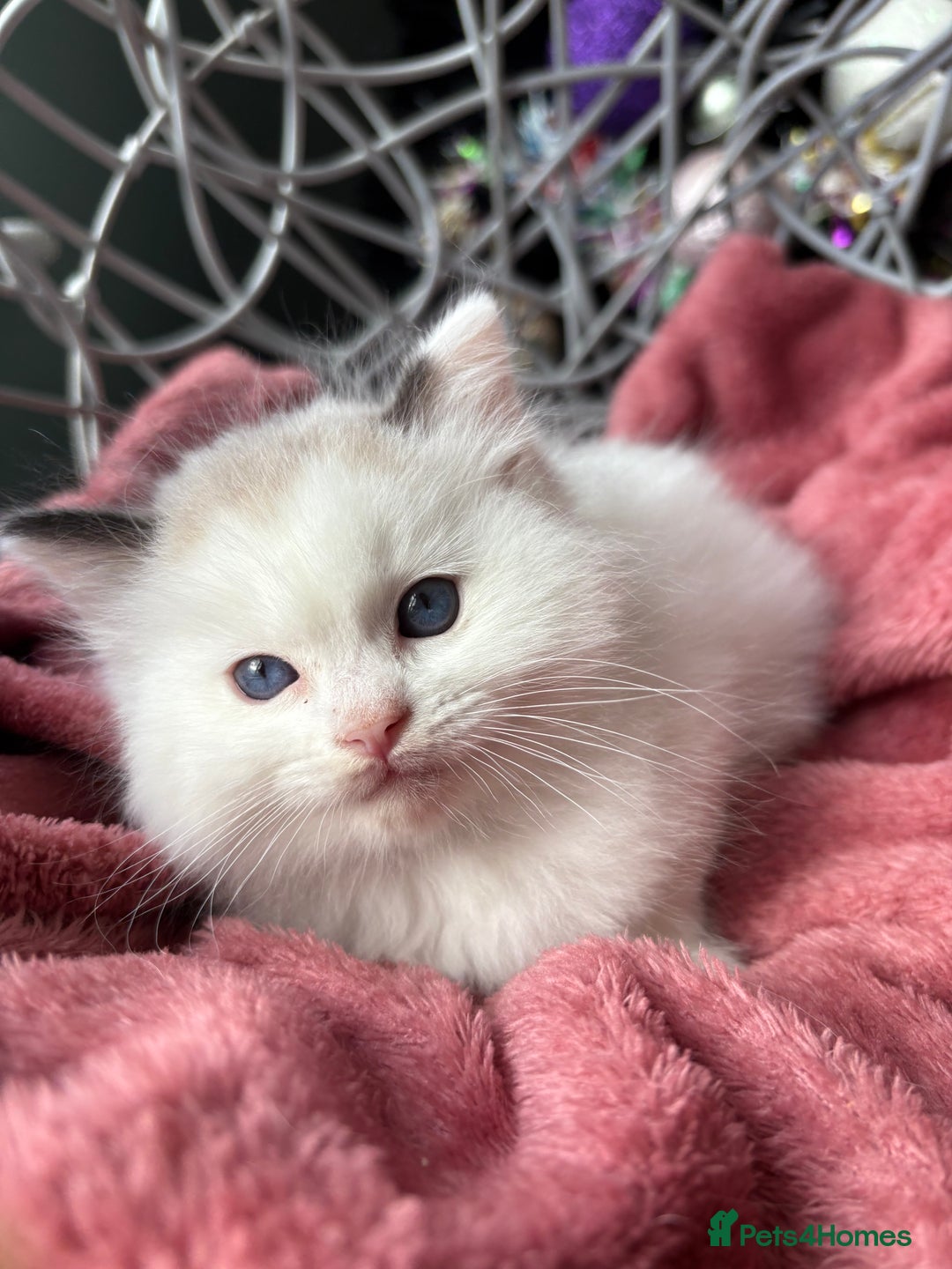 Ragdoll cats for sale: TICA Pedigree Bicolour Ragdoll kittens - Advert 7