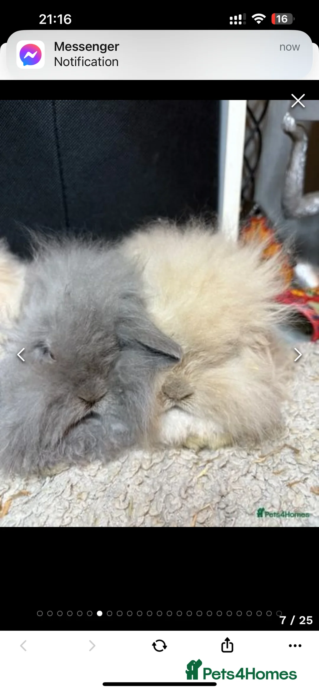 Mixed Breed rabbits for sale: Lionhead lop bunnies in Widnes - Advert 5