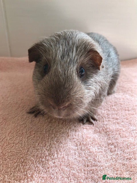 Guinea Pig rodents Pet Pigs, Boars and a Sow - Advert 3