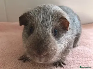 Guinea Pig rodents Pet Pigs, Boars and a Sow - Advert 3