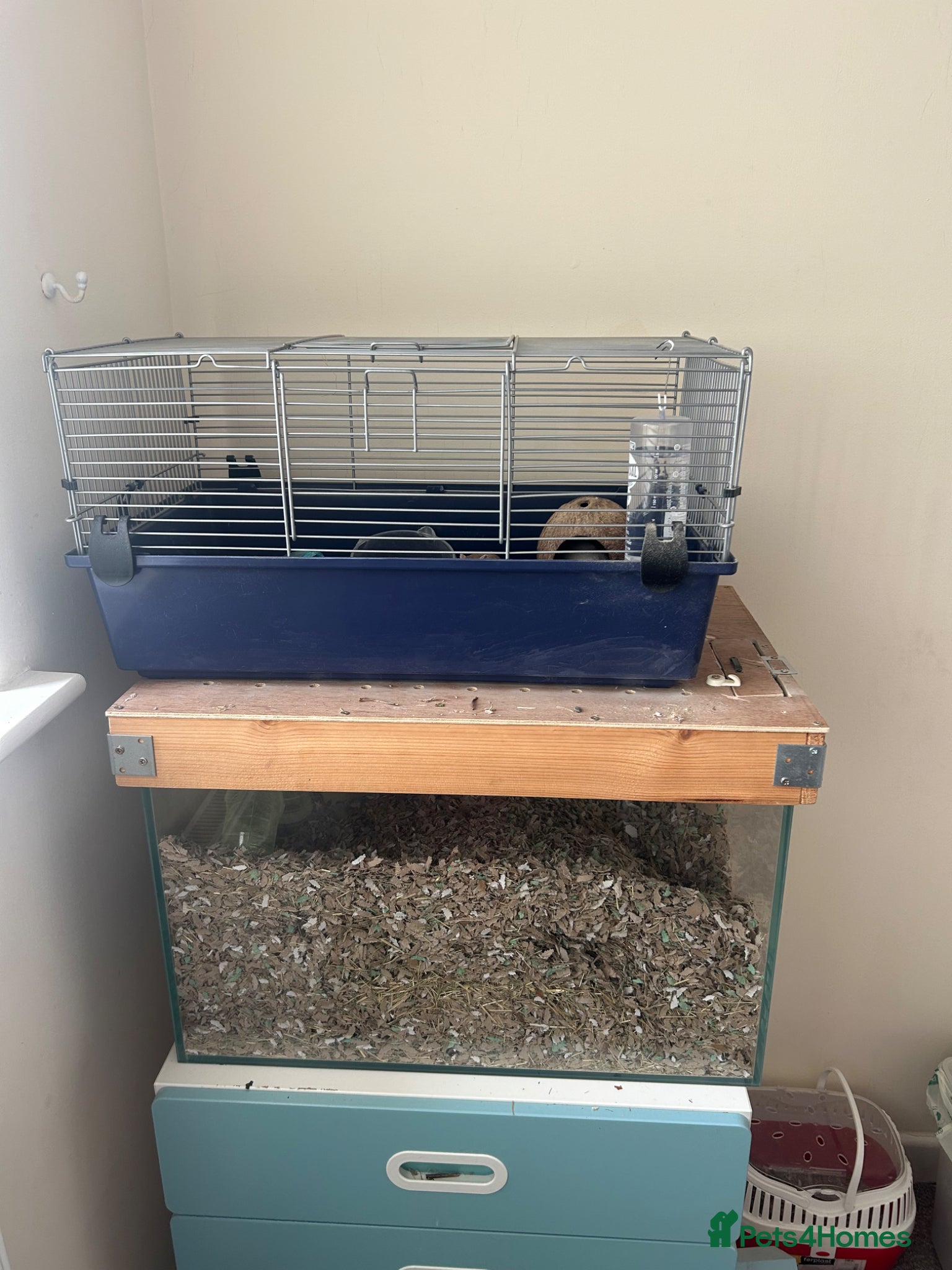 Gerbil rodents Pair or lady gerbils - Advert 2