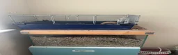 Gerbil rodents for sale: Pair or lady gerbils in Burton-on-Trent - Advert 2