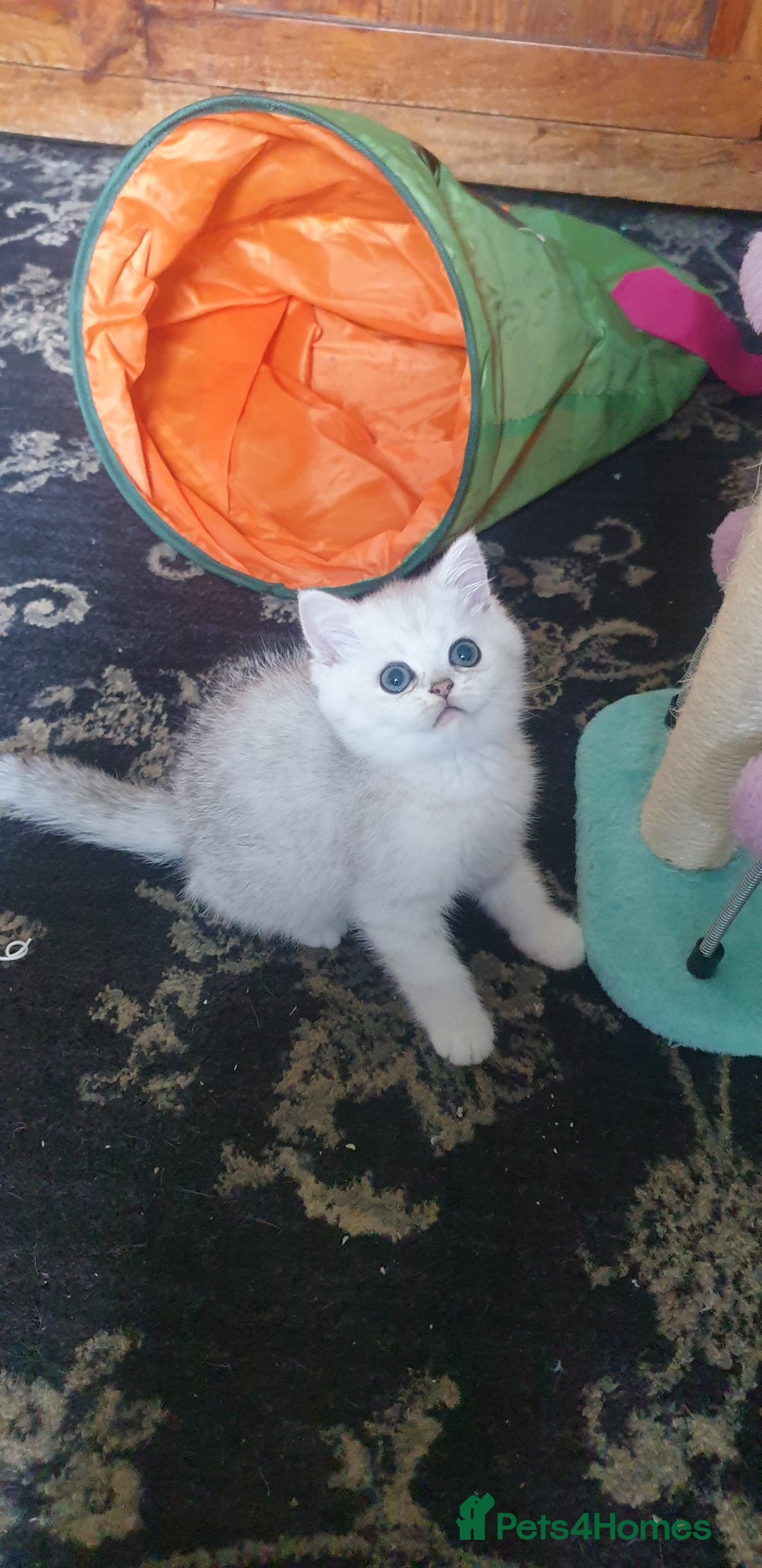 British Shorthair cats for sale: Stunning GCCF British Shorthair Kittens. - Image 6
