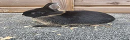Netherland Dwarf rabbits for sale: Various netherland dwarf kits and adult proven  - Advert 3