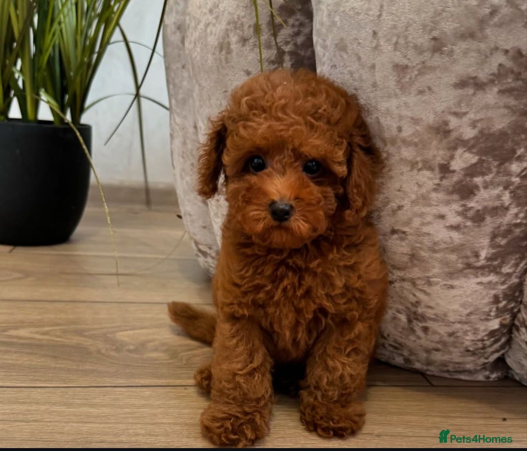 Maltipoo dogs for sale: Beautiful Maltipoo Toy Puppies - Image 13