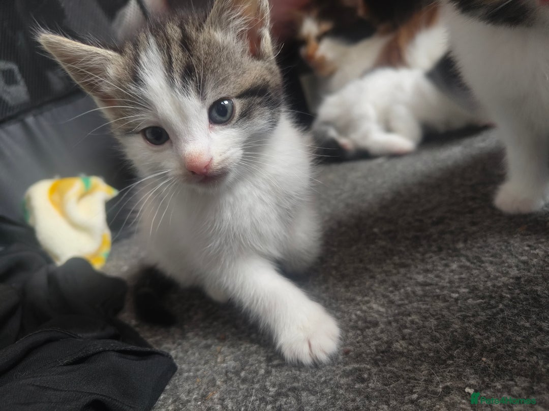 British Shorthair cats for sale: Beautiful female  - Image 1