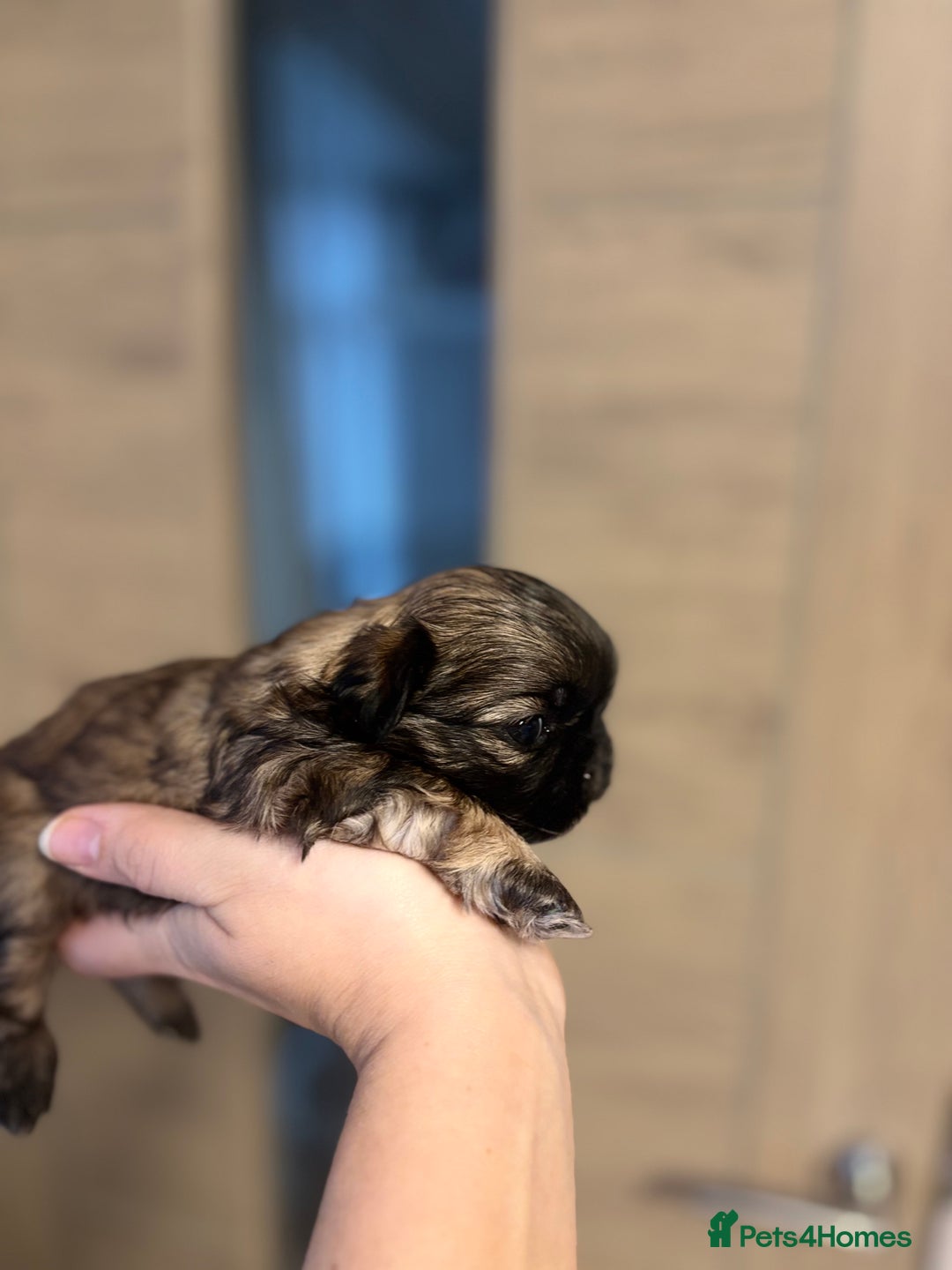 Shih Tzu dogs for sale: 💖 Imperial Shih Tzu Puppies 2 boys and 2 girls - Advert 23