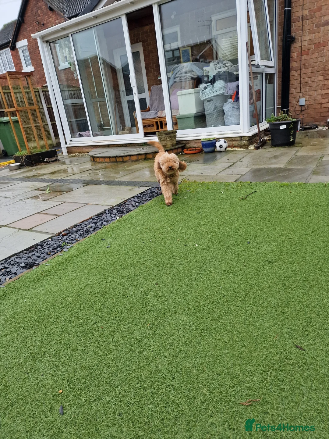 Maltipoo dogs for sale: 2x champion bloodline maltipoos - Advert 8