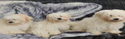 Maltese dogs for sale: BEAUTIFUL MALTESE PUPPIES - FROM LONDON . - Advert 6