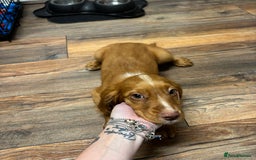 Cocker Spaniel dogs for sale: Worker cocker spaniel  - Image 3