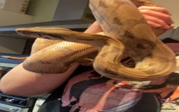 Boa Snake reptiles for sale: 3 yr old Female Boa - Image 2