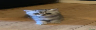 Exotic Kitten 2