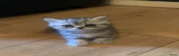Exotic cats for sale: Exotic kittens  - Advert 7