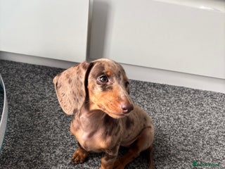 Miniature Dachshund dogs Miniature Daschund puppy - Advert 1