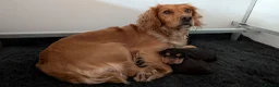 Cocker Spaniel dogs for sale: KC Reg Working Cocker Spaniels  - Advert 26