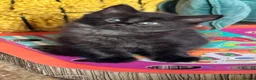 Mixed Breed cats for sale: Beautiful 🐈‍⬛ kittens x - Advert 9