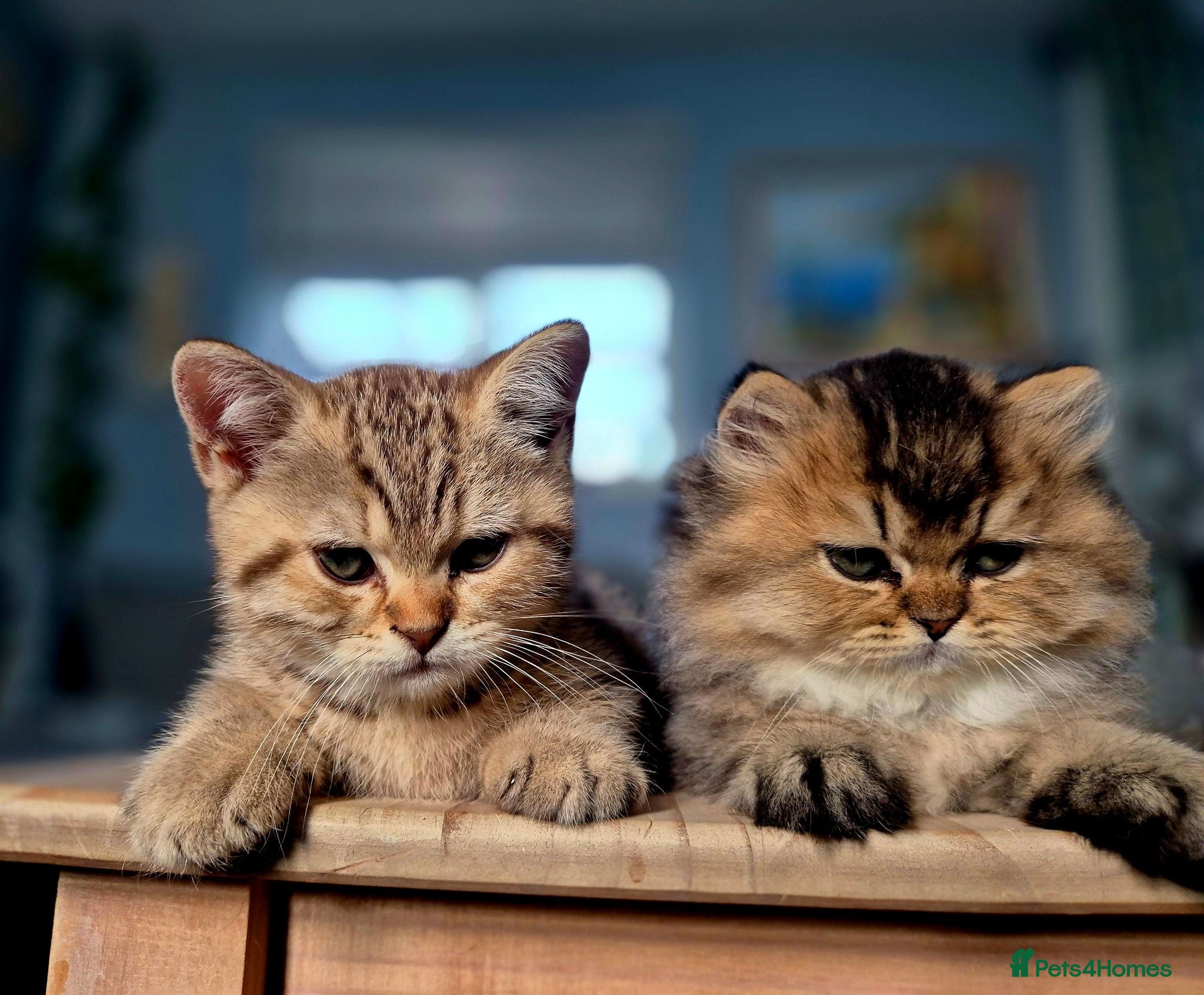 British Shorthair cats Champion bloodline, Health tested,Pedigree BSH - Advert 17