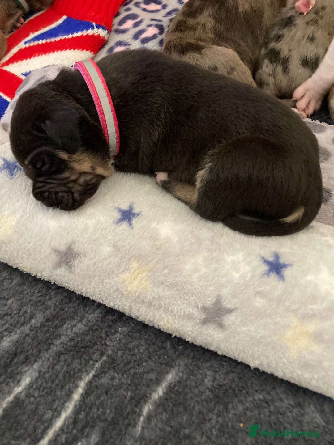 Mixed Breed dogs for sale: Mastiff x Staffy Puppies  - Advert 2