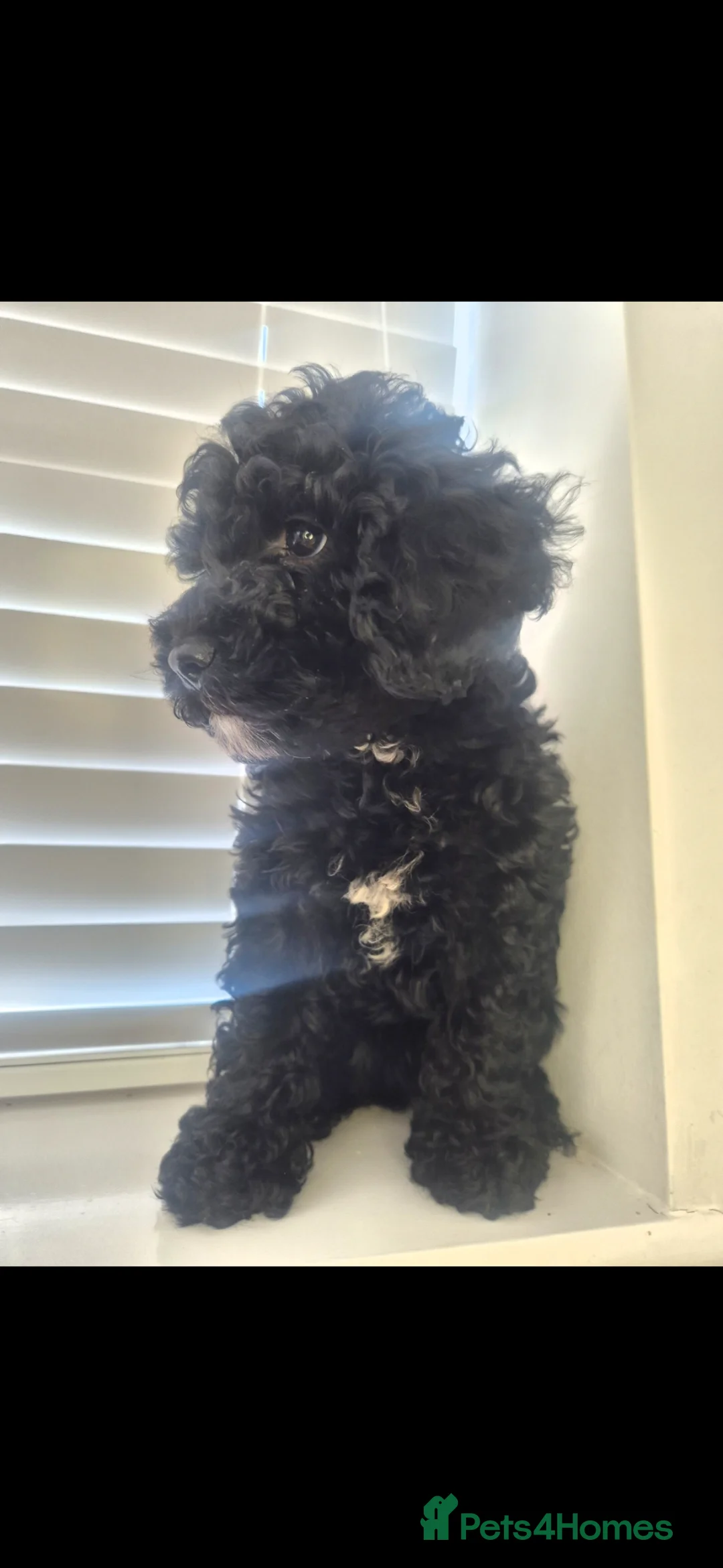 Cavapoo dogs for sale: Cavapoo bitch - Advert 2