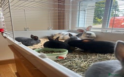 Mixed Breed rabbits for sale: Bunnies rabbits for sale - Image 7