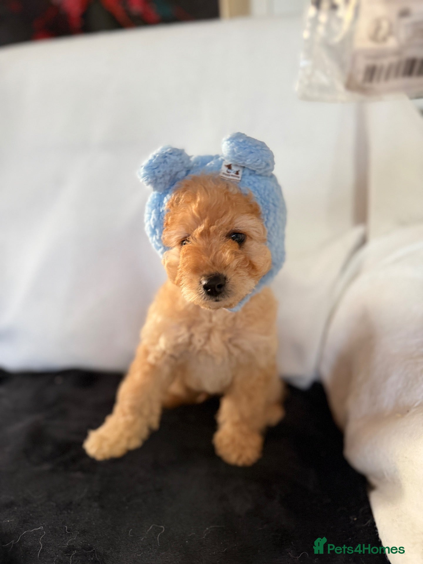 Cockapoo dogs Beautiful Yankydoodles  - Advert 2