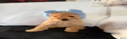 Cockapoo dogs for sale: Beautiful Yankydoodles  - Advert 2