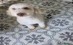 Miniature Poodle dogs for sale: Miniature Poodle  - Image 3