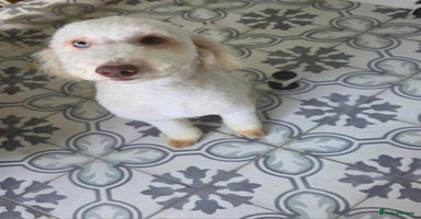 Miniature Poodle dogs - Advert 10